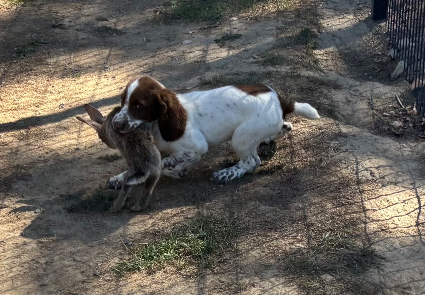 des Etangs de Dame Blanche - English Springer Spaniel - Portée née le 12/06/2026