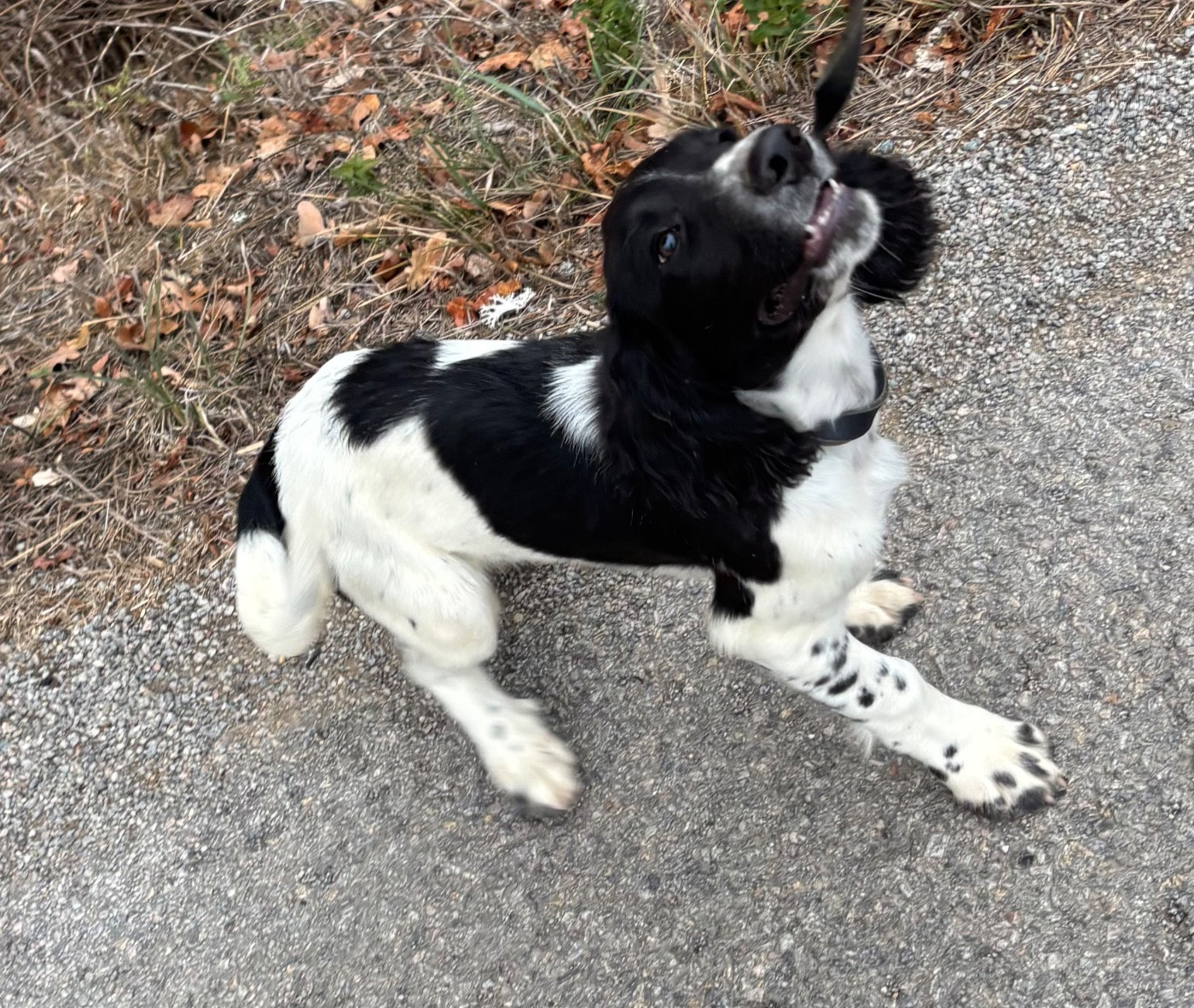 des Etangs de Dame Blanche - Chiots disponibles - English Springer Spaniel