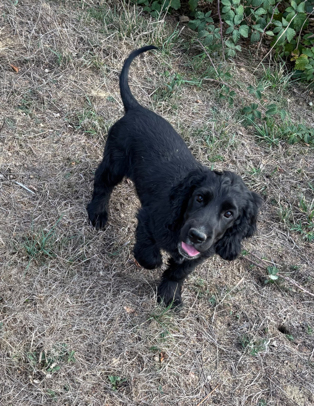 des Etangs de Dame Blanche - Chiots disponibles - Cocker Spaniel Anglais
