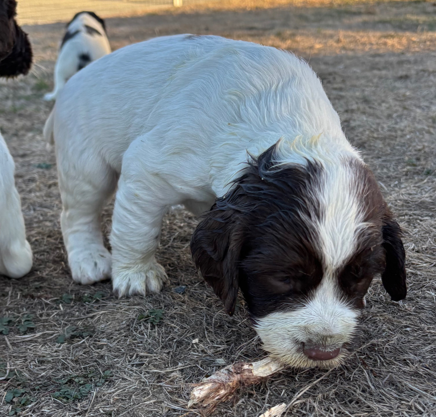 des Etangs de Dame Blanche - Chiots disponibles - English Springer Spaniel