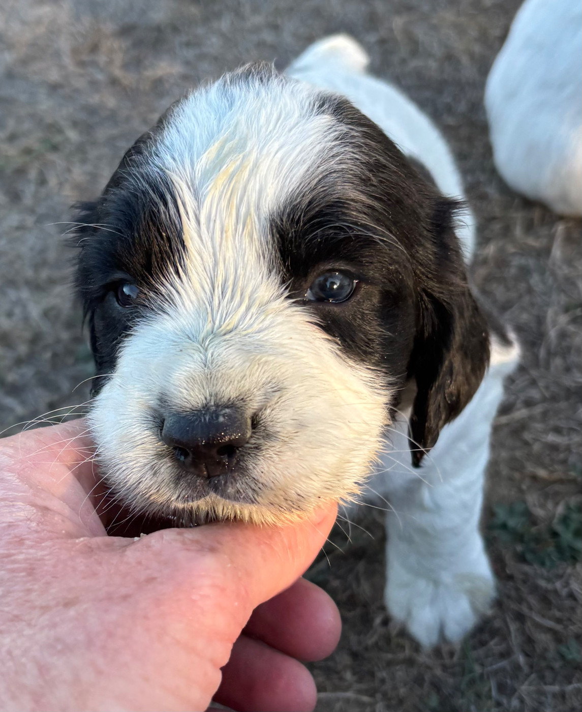 des Etangs de Dame Blanche - Chiots disponibles - English Springer Spaniel