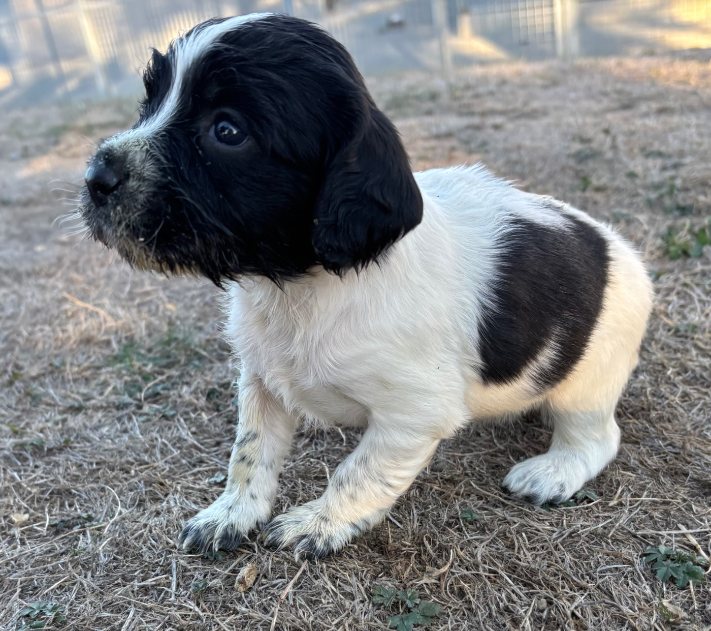 des Etangs de Dame Blanche - Chiots disponibles - English Springer Spaniel