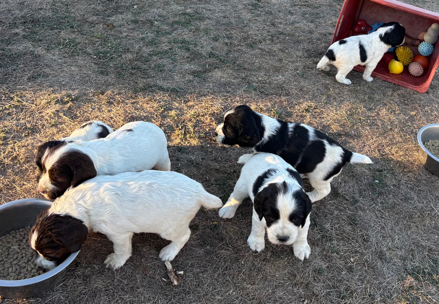des Etangs de Dame Blanche - English Springer Spaniel - Portée née le 24/08/2026