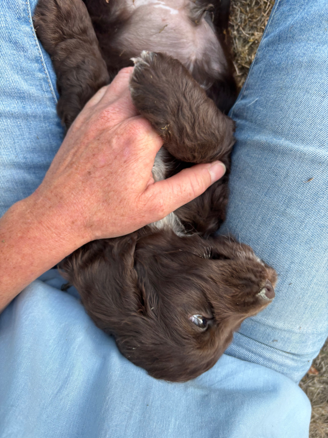 des Etangs de Dame Blanche - Chiots disponibles - Cocker Spaniel Anglais