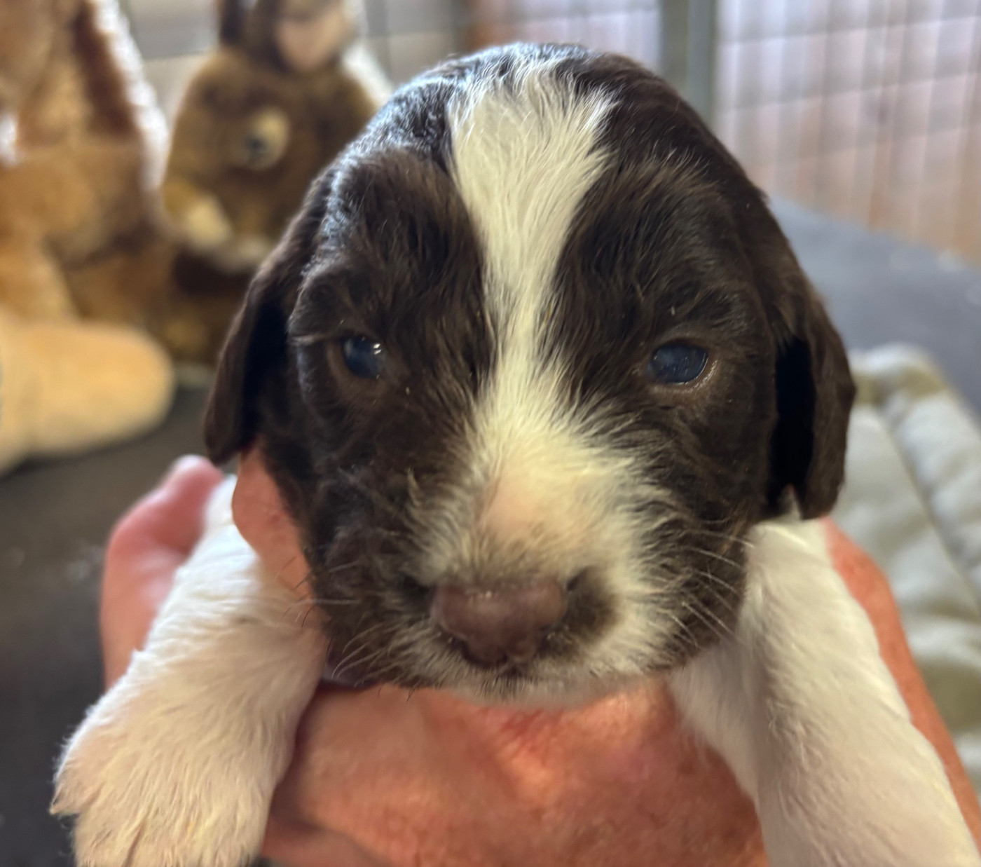 des Etangs de Dame Blanche - Chiots disponibles - English Springer Spaniel