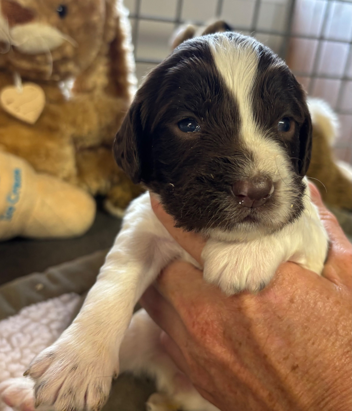 des Etangs de Dame Blanche - Chiots disponibles - English Springer Spaniel