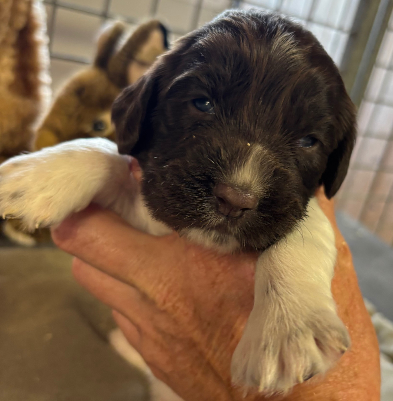 des Etangs de Dame Blanche - Chiots disponibles - English Springer Spaniel