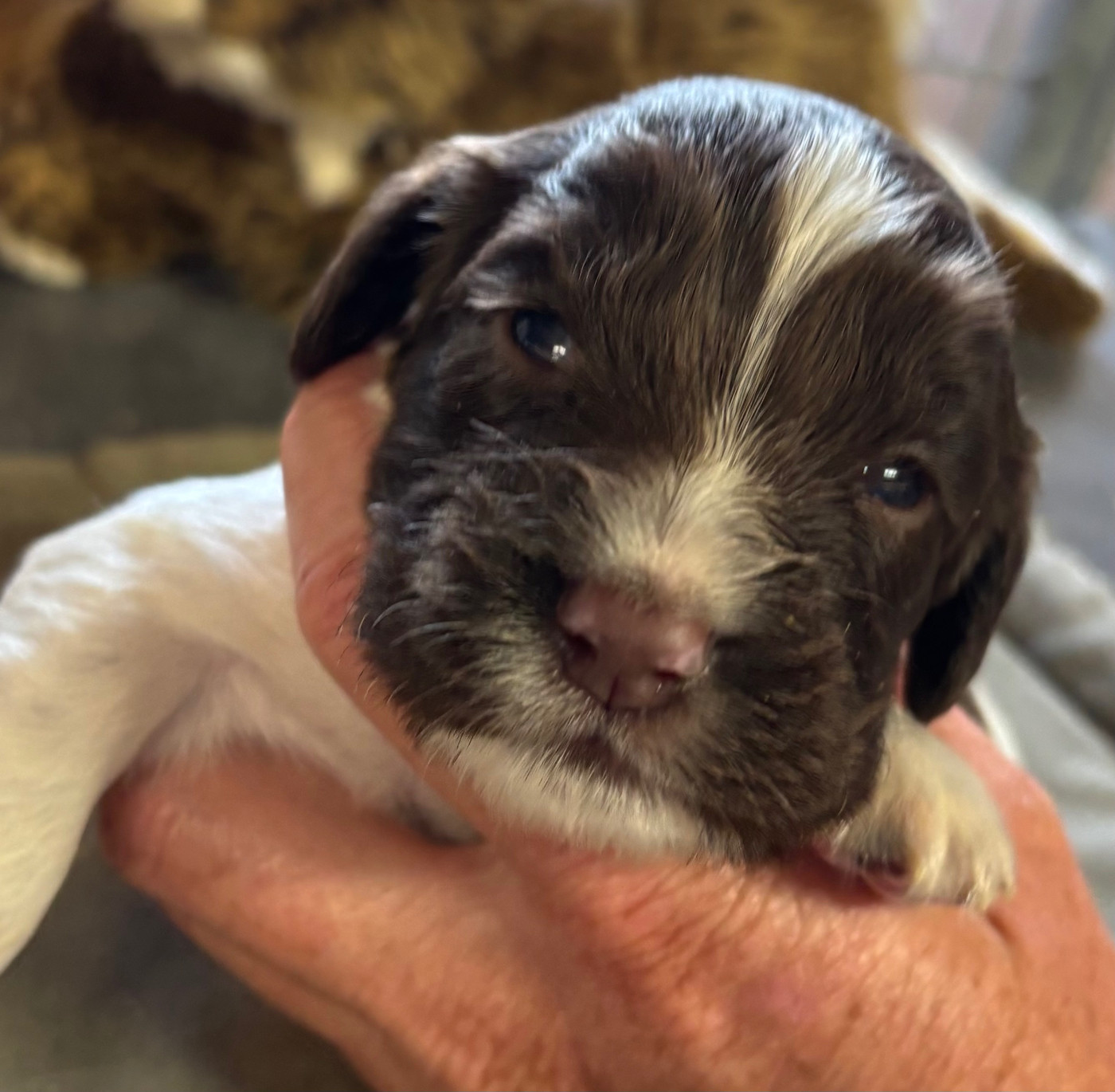 des Etangs de Dame Blanche - Chiots disponibles - English Springer Spaniel
