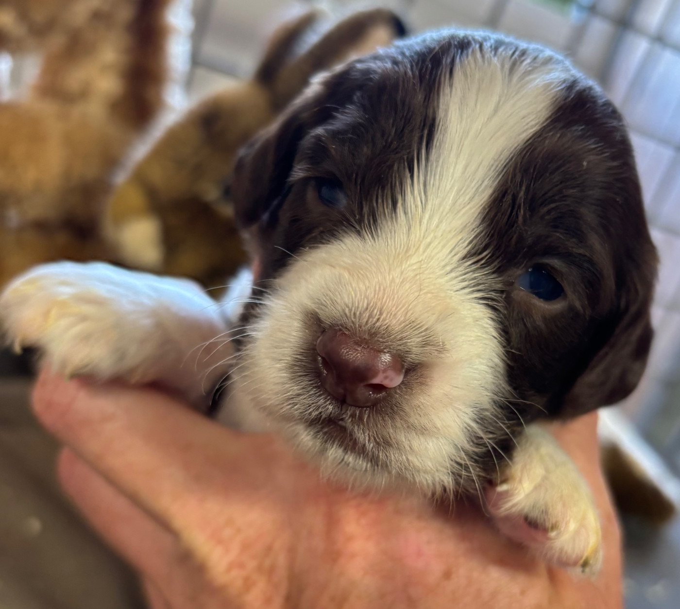 des Etangs de Dame Blanche - Chiots disponibles - English Springer Spaniel