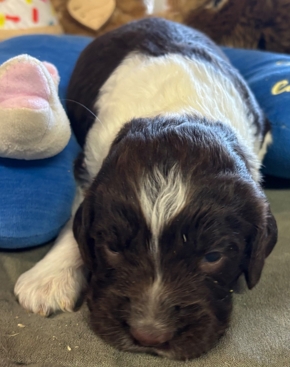 des Etangs de Dame Blanche - Chiots disponibles - English Springer Spaniel
