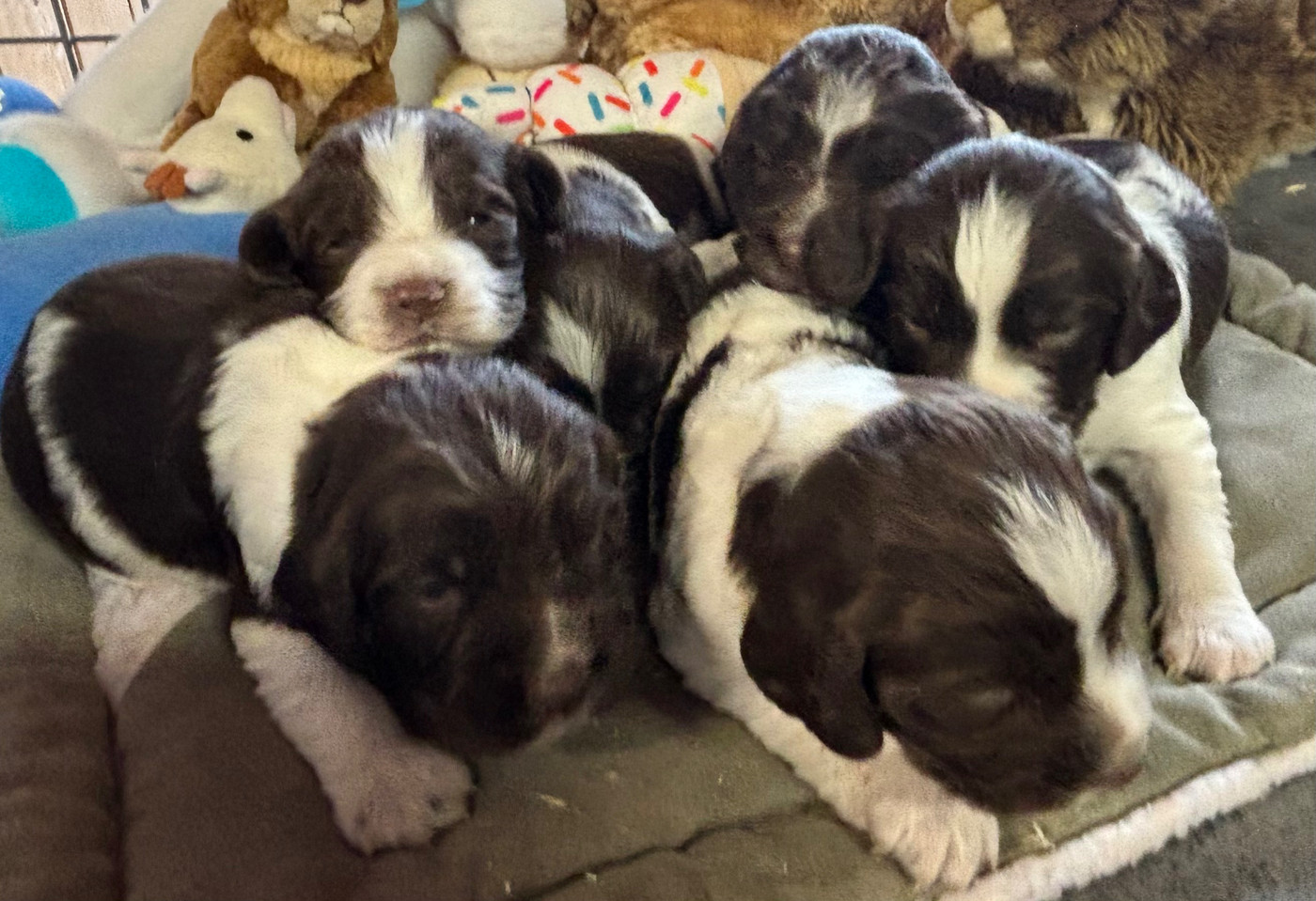 Chiot English Springer Spaniel des Etangs de Dame Blanche