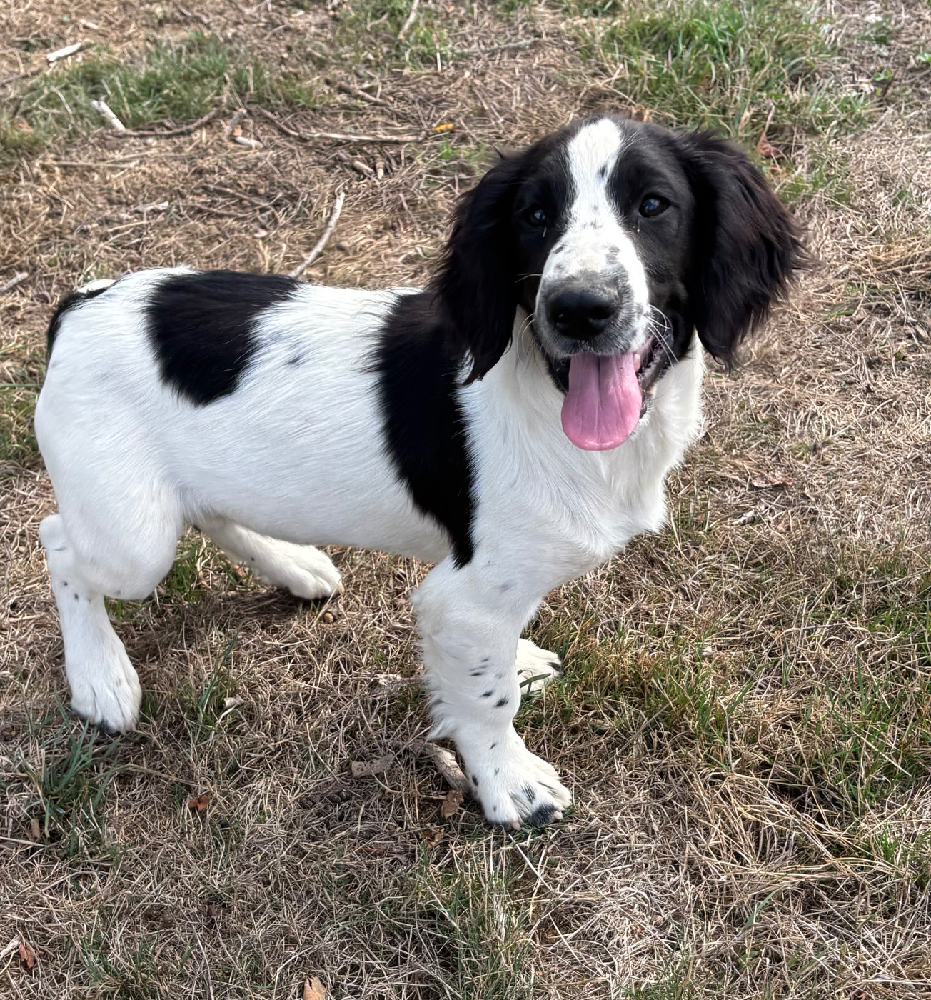 des Etangs de Dame Blanche - Chiots disponibles - English Springer Spaniel
