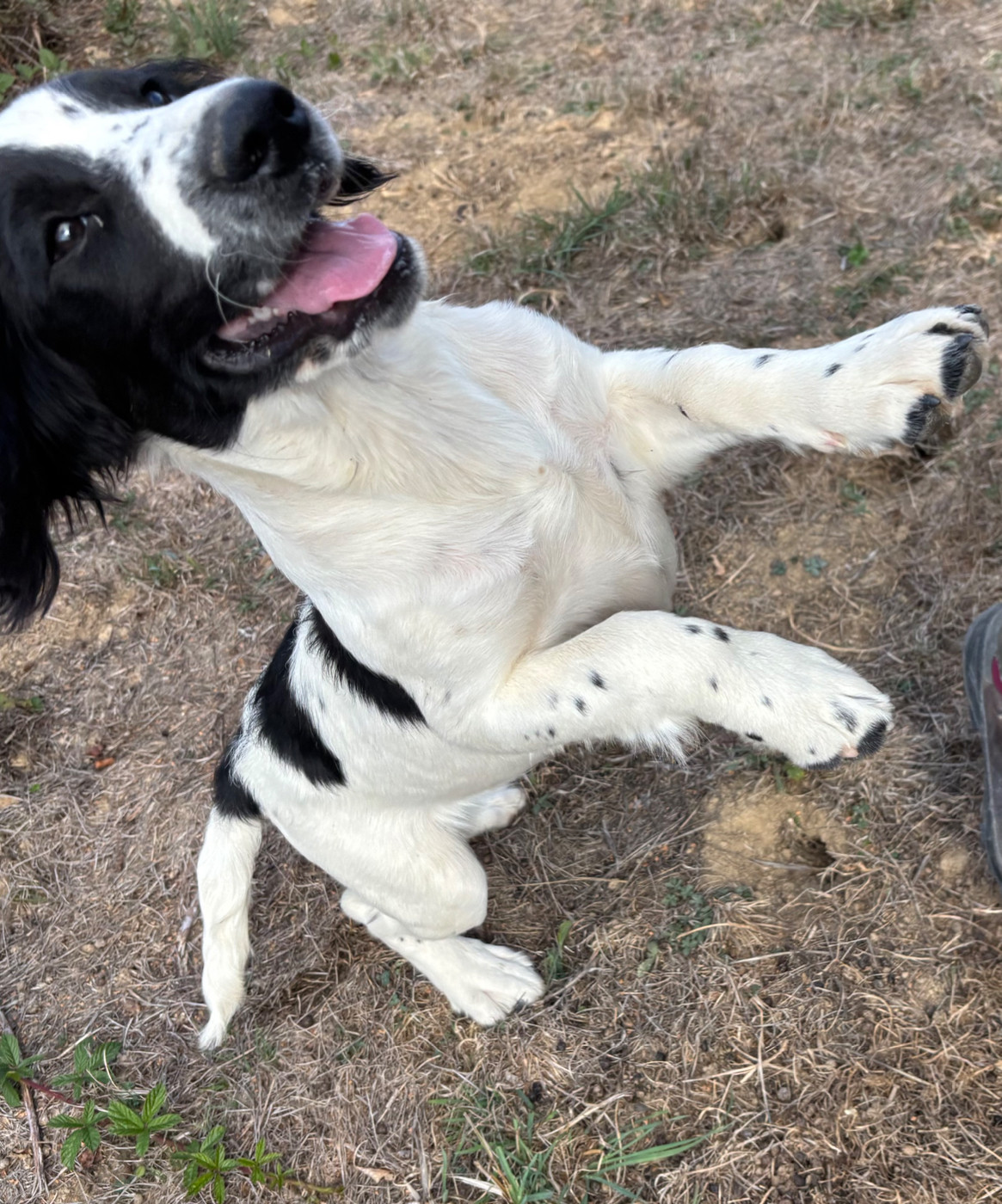 Chiot English Springer Spaniel des Etangs de Dame Blanche