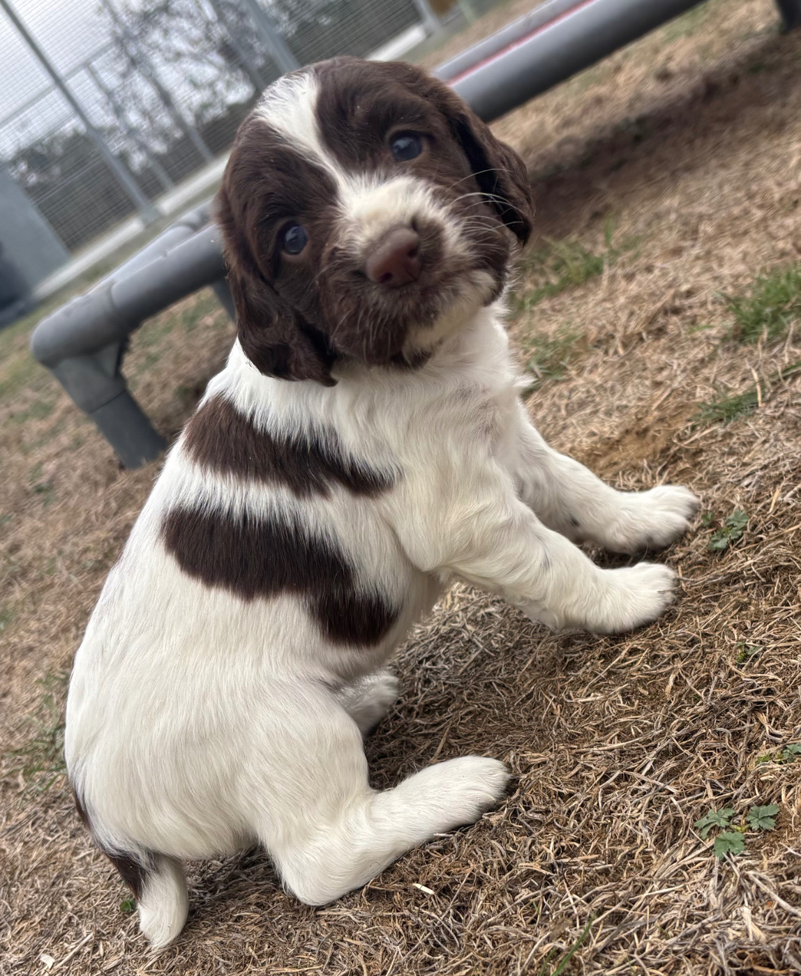 des Etangs de Dame Blanche - Chiots disponibles - English Springer Spaniel