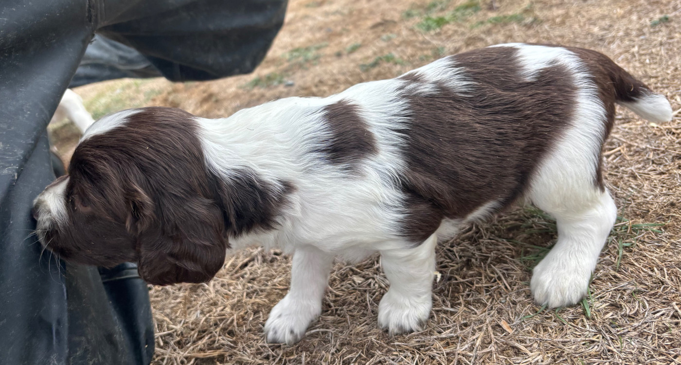 des Etangs de Dame Blanche - Chiots disponibles - English Springer Spaniel