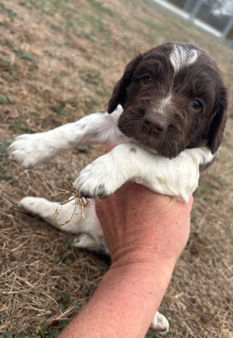 des Etangs de Dame Blanche - Chiots disponibles - English Springer Spaniel