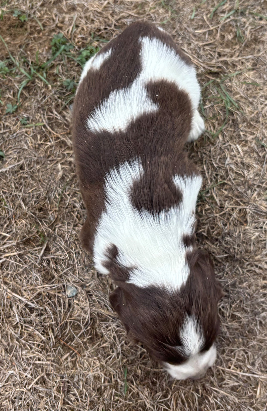 des Etangs de Dame Blanche - Chiots disponibles - English Springer Spaniel