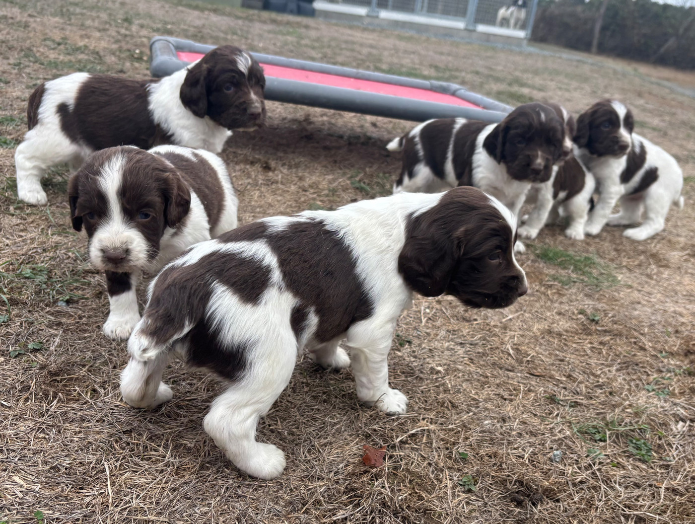 des Etangs de Dame Blanche - English Springer Spaniel - Portée née le 11/09/2026