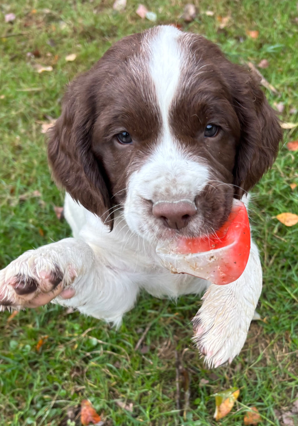 des Etangs de Dame Blanche - Chiots disponibles - English Springer Spaniel