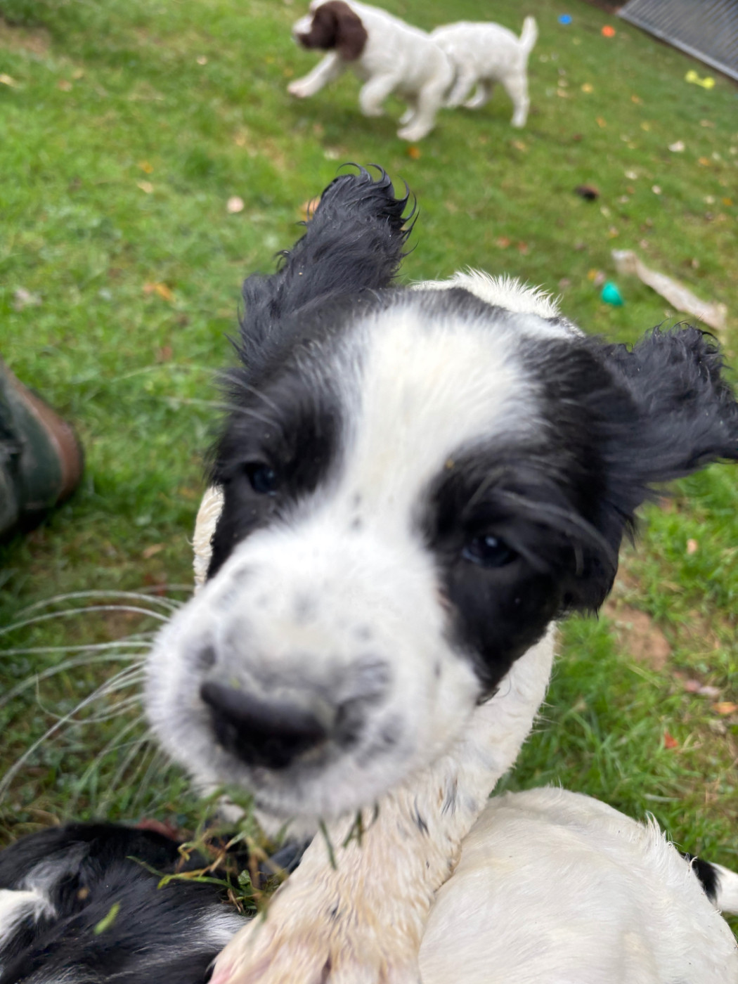 des Etangs de Dame Blanche - Chiots disponibles - English Springer Spaniel