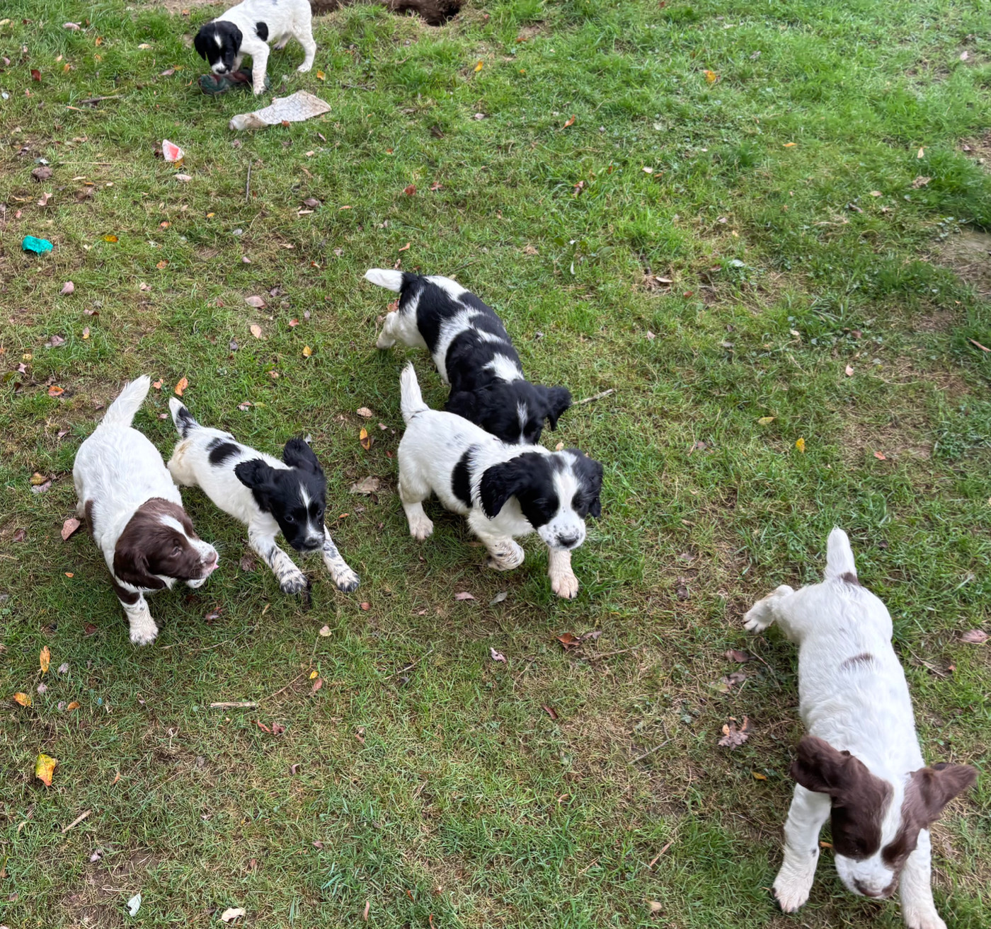des Etangs de Dame Blanche - English Springer Spaniel - Portée née le 24/08/2026
