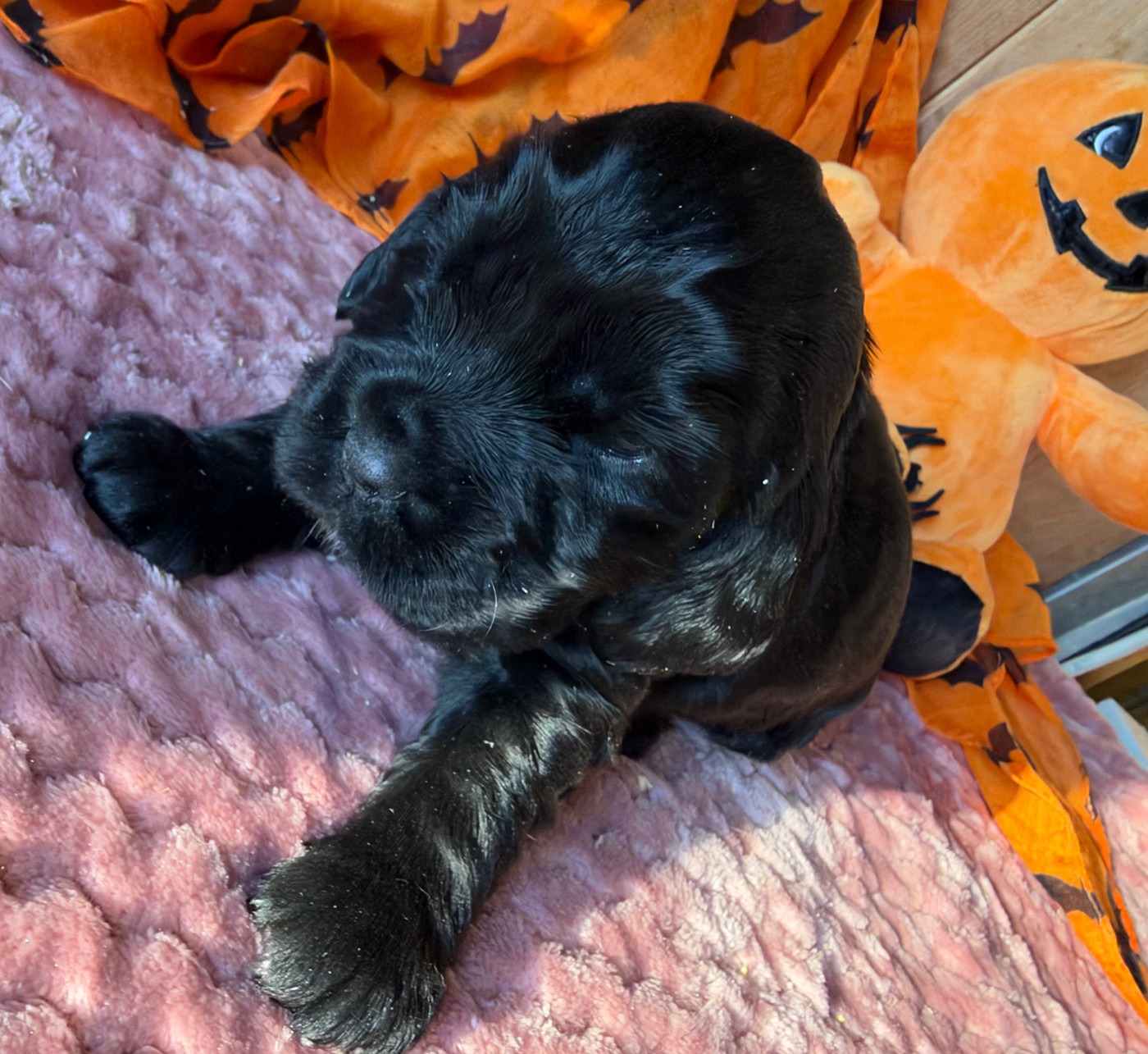 des Etangs de Dame Blanche - Chiots disponibles - Cocker Spaniel Anglais