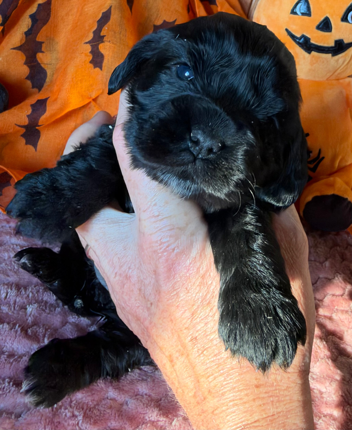 des Etangs de Dame Blanche - Chiots disponibles - Cocker Spaniel Anglais