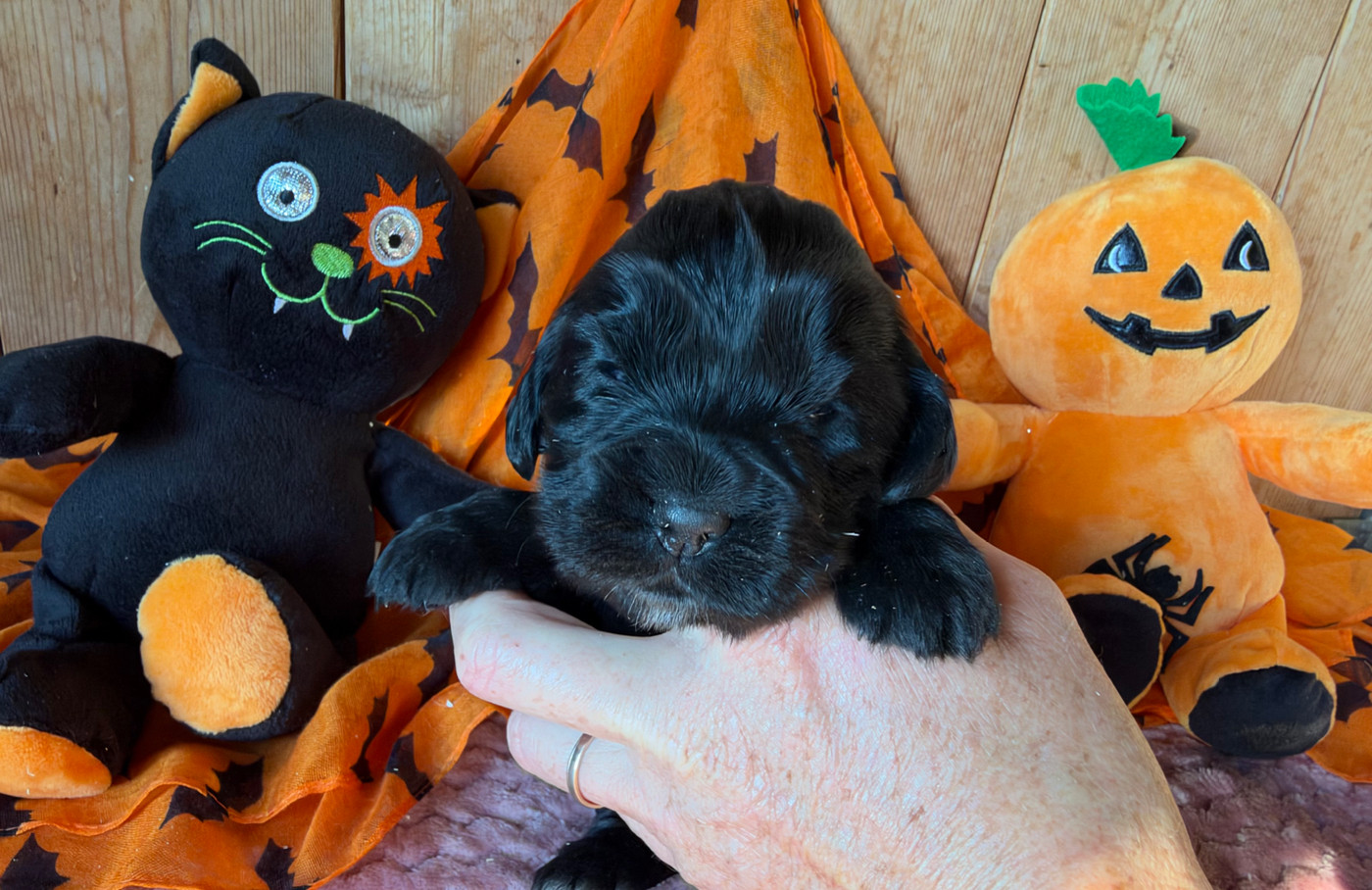 des Etangs de Dame Blanche - Chiots disponibles - Cocker Spaniel Anglais