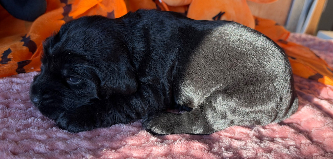 des Etangs de Dame Blanche - Chiots disponibles - Cocker Spaniel Anglais