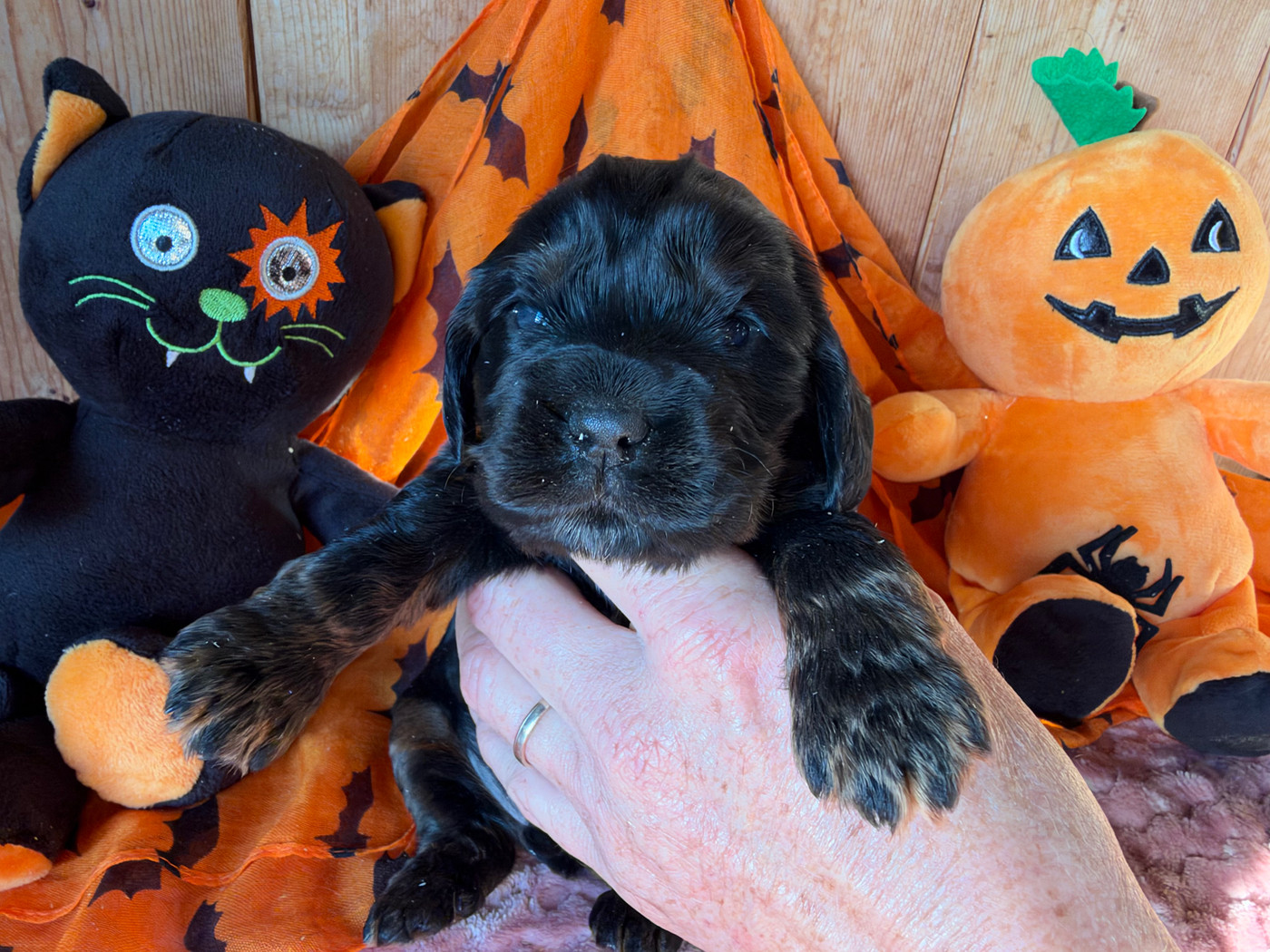 des Etangs de Dame Blanche - Chiots disponibles - Cocker Spaniel Anglais