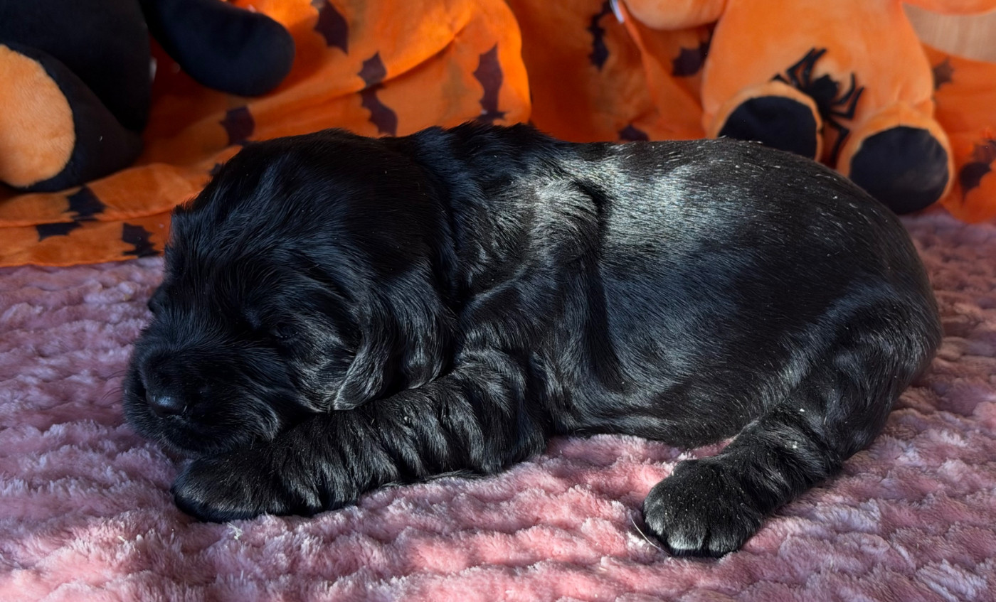 des Etangs de Dame Blanche - Chiots disponibles - Cocker Spaniel Anglais