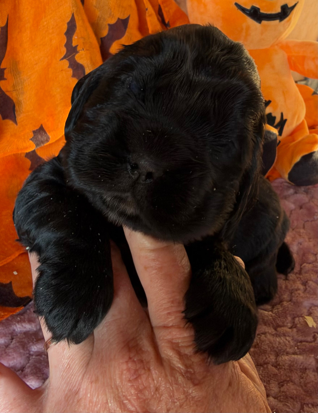 des Etangs de Dame Blanche - Chiots disponibles - Cocker Spaniel Anglais