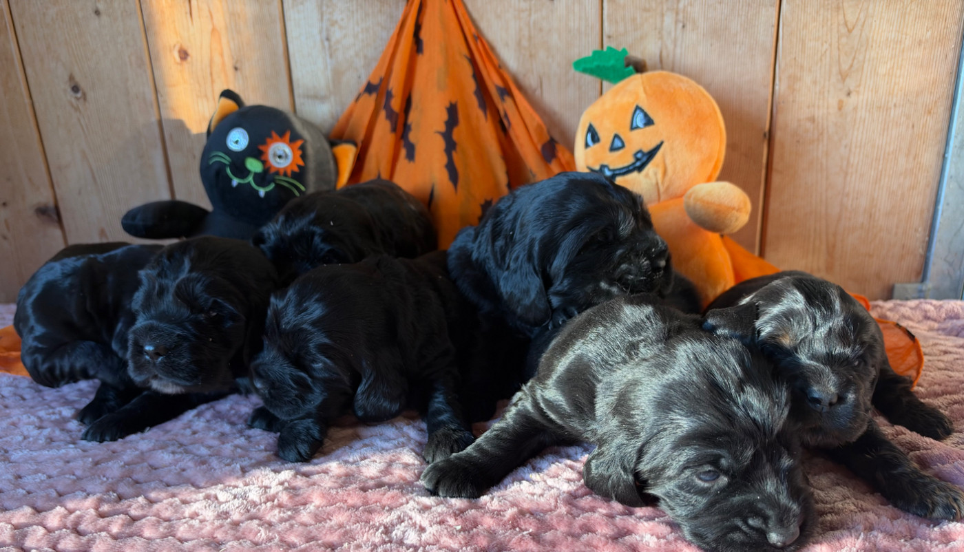 Chiot Cocker Spaniel Anglais des Etangs de Dame Blanche