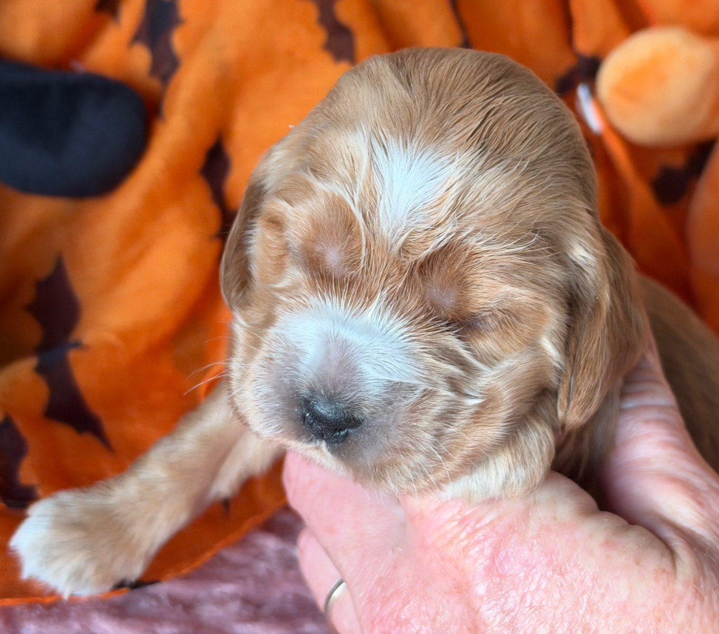des Etangs de Dame Blanche - Chiots disponibles - Cocker Spaniel Anglais