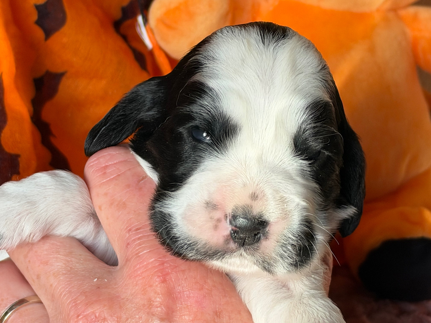 des Etangs de Dame Blanche - Chiots disponibles - Cocker Spaniel Anglais