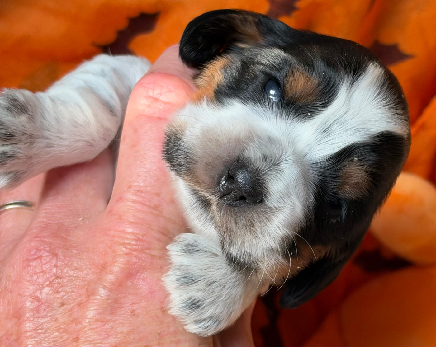 des Etangs de Dame Blanche - Chiots disponibles - Cocker Spaniel Anglais