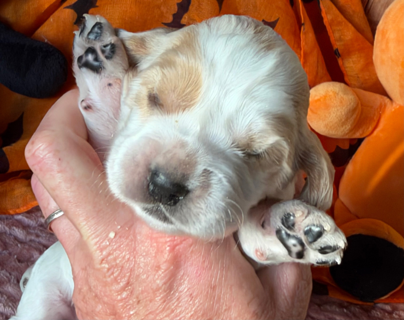 des Etangs de Dame Blanche - Chiots disponibles - Cocker Spaniel Anglais
