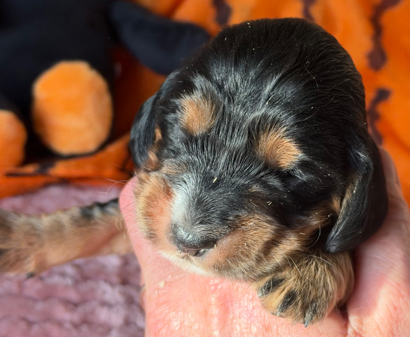 des Etangs de Dame Blanche - Chiots disponibles - Cocker Spaniel Anglais