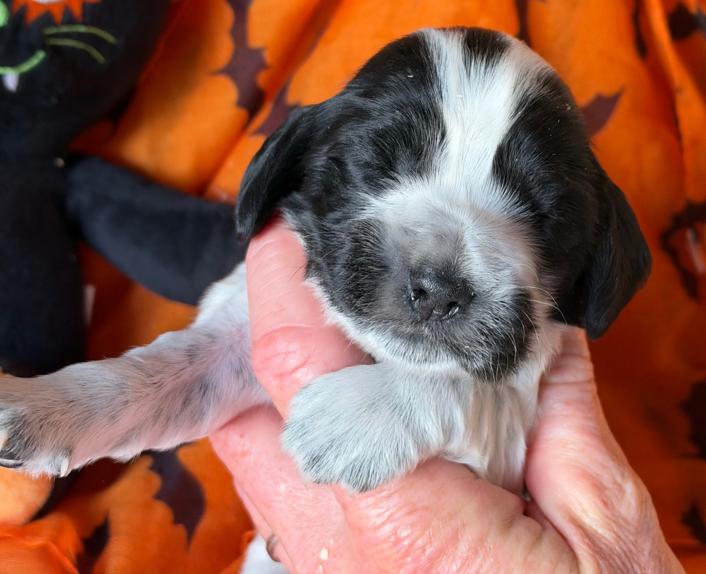 des Etangs de Dame Blanche - Chiots disponibles - Cocker Spaniel Anglais