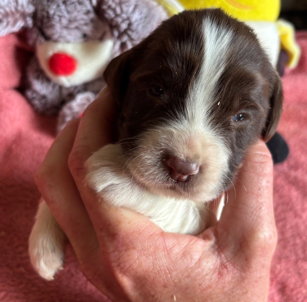 des Etangs de Dame Blanche - Chiots disponibles - English Springer Spaniel