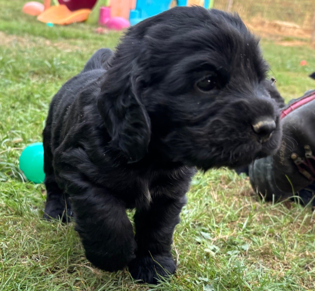 des Etangs de Dame Blanche - Chiots disponibles - Cocker Spaniel Anglais