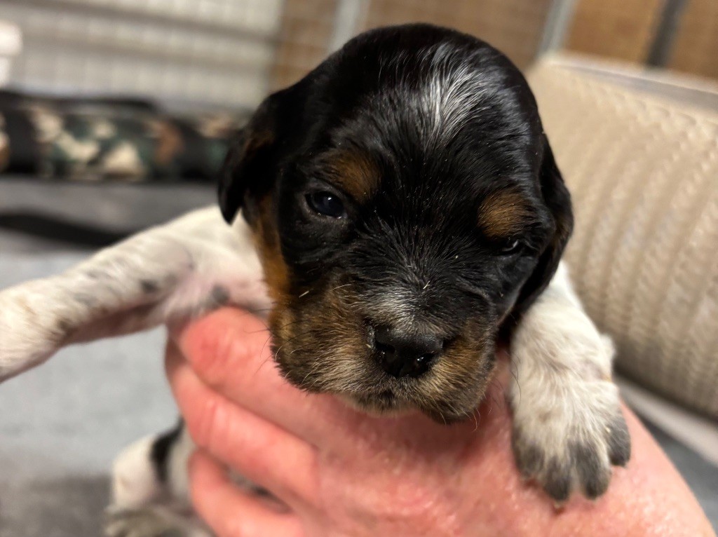 des Etangs de Dame Blanche - Chiots disponibles - Epagneul Breton