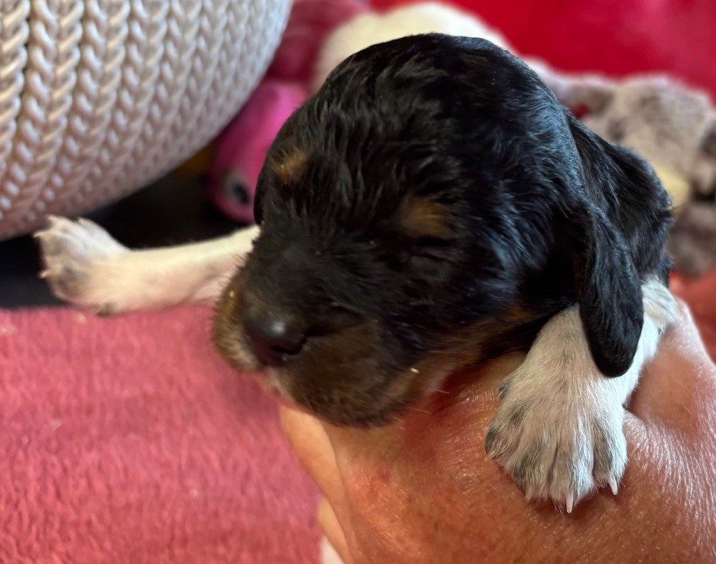des Etangs de Dame Blanche - Chiots disponibles - Epagneul Breton