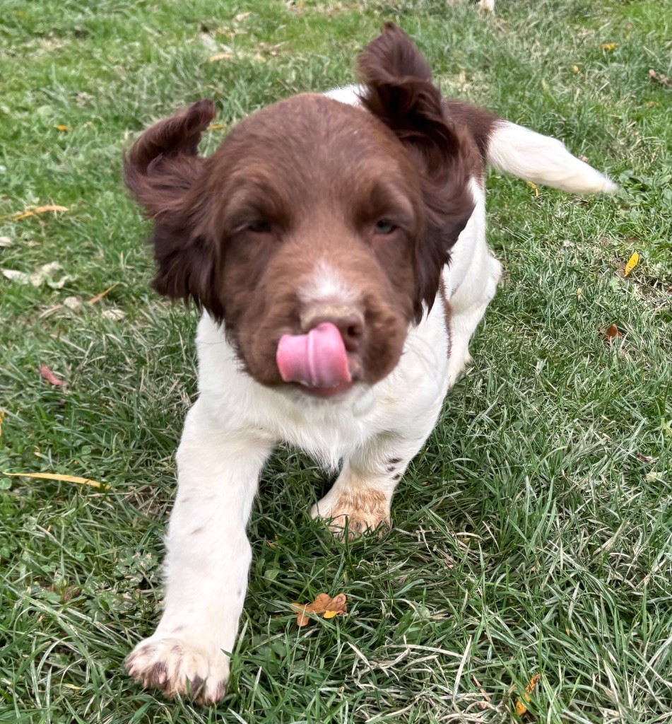 des Etangs de Dame Blanche - Chiots disponibles - English Springer Spaniel