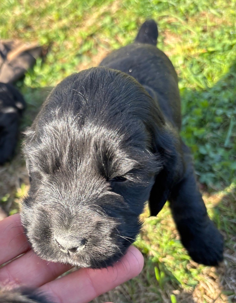des Etangs de Dame Blanche - Chiots disponibles - Cocker Spaniel Anglais