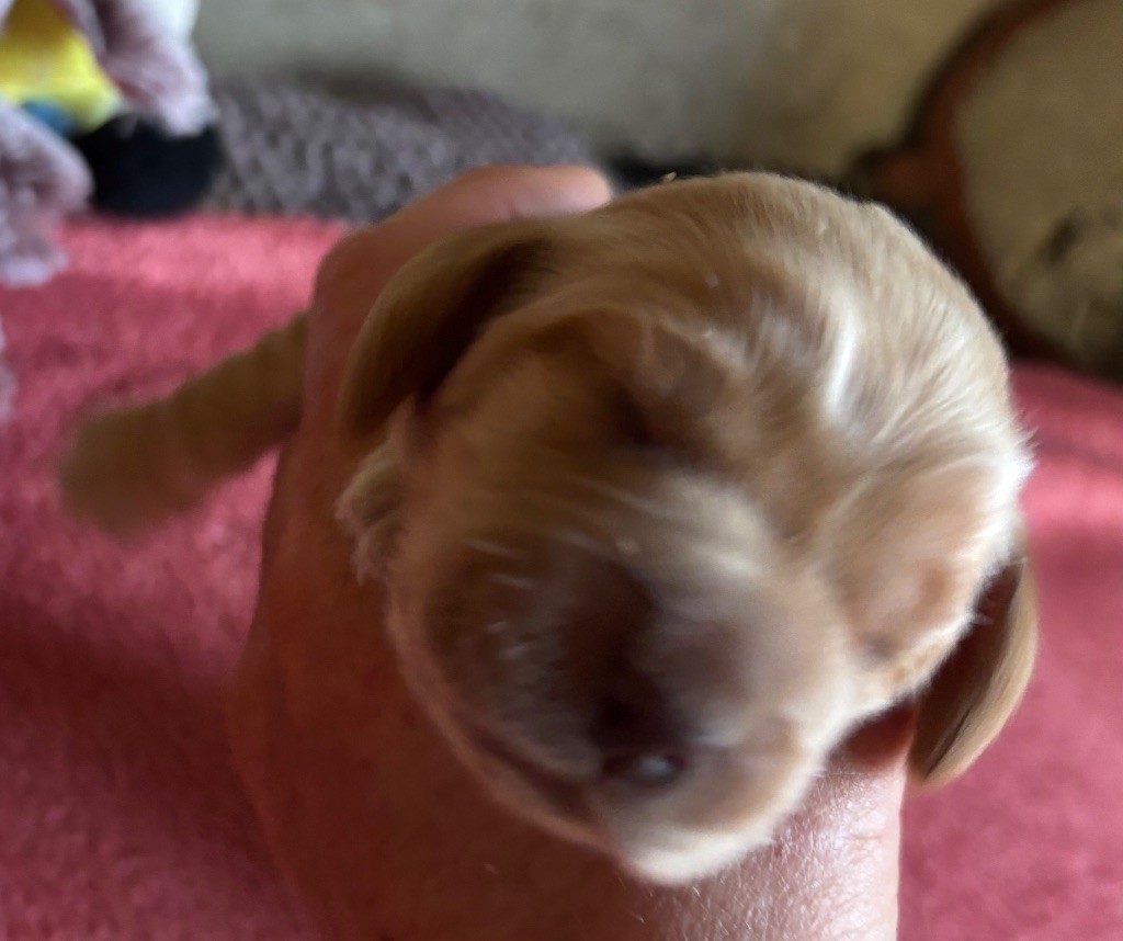 des Etangs de Dame Blanche - Chiots disponibles - Cocker Spaniel Anglais