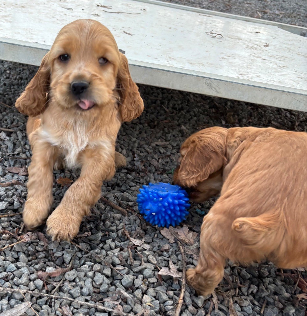 des Etangs de Dame Blanche - Chiots disponibles - Cocker Spaniel Anglais