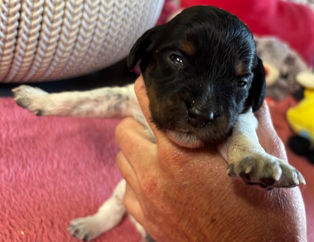 des Etangs de Dame Blanche - Chiots disponibles - Epagneul Breton