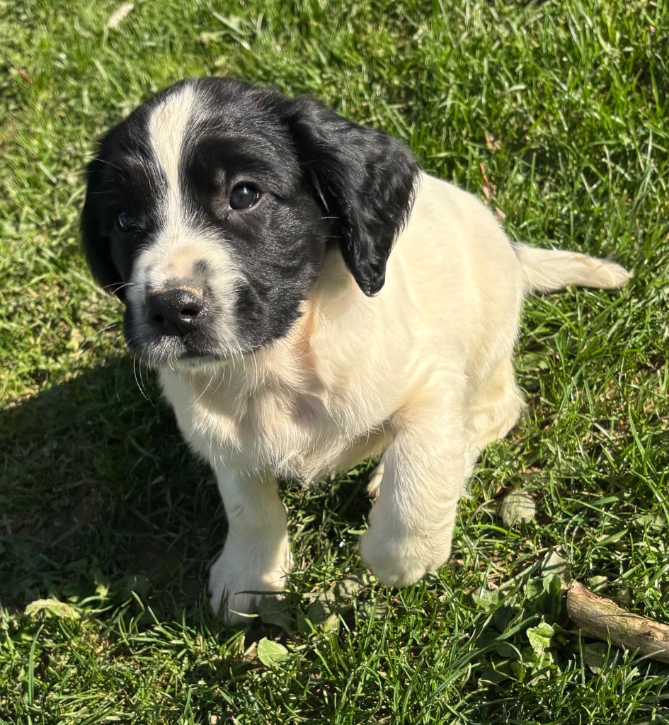 des Etangs de Dame Blanche - Chiots disponibles - English Springer Spaniel