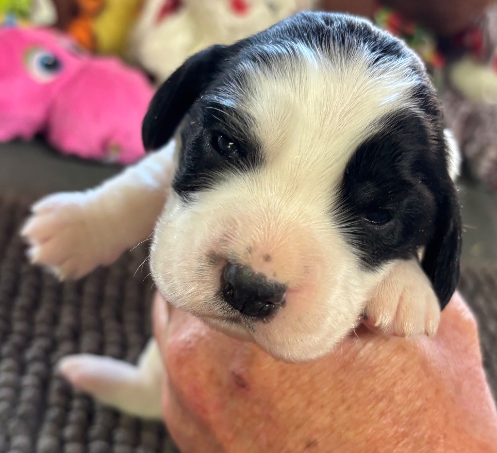 des Etangs de Dame Blanche - Chiots disponibles - Cocker Spaniel Anglais